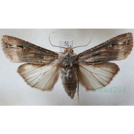 Agrotis ipsilon (Hufnagel, 1766) female Rolnica gwoździarka Czech5l